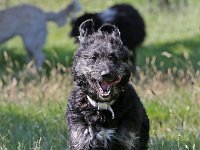 Puppys van Bliss040622-0201